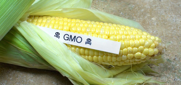gmo-corn