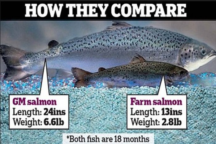 gmo-salmon