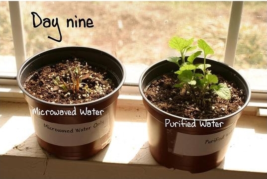 Microwaved water experiment