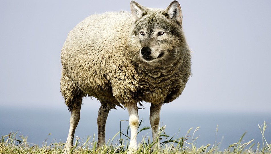 wolf-sheep